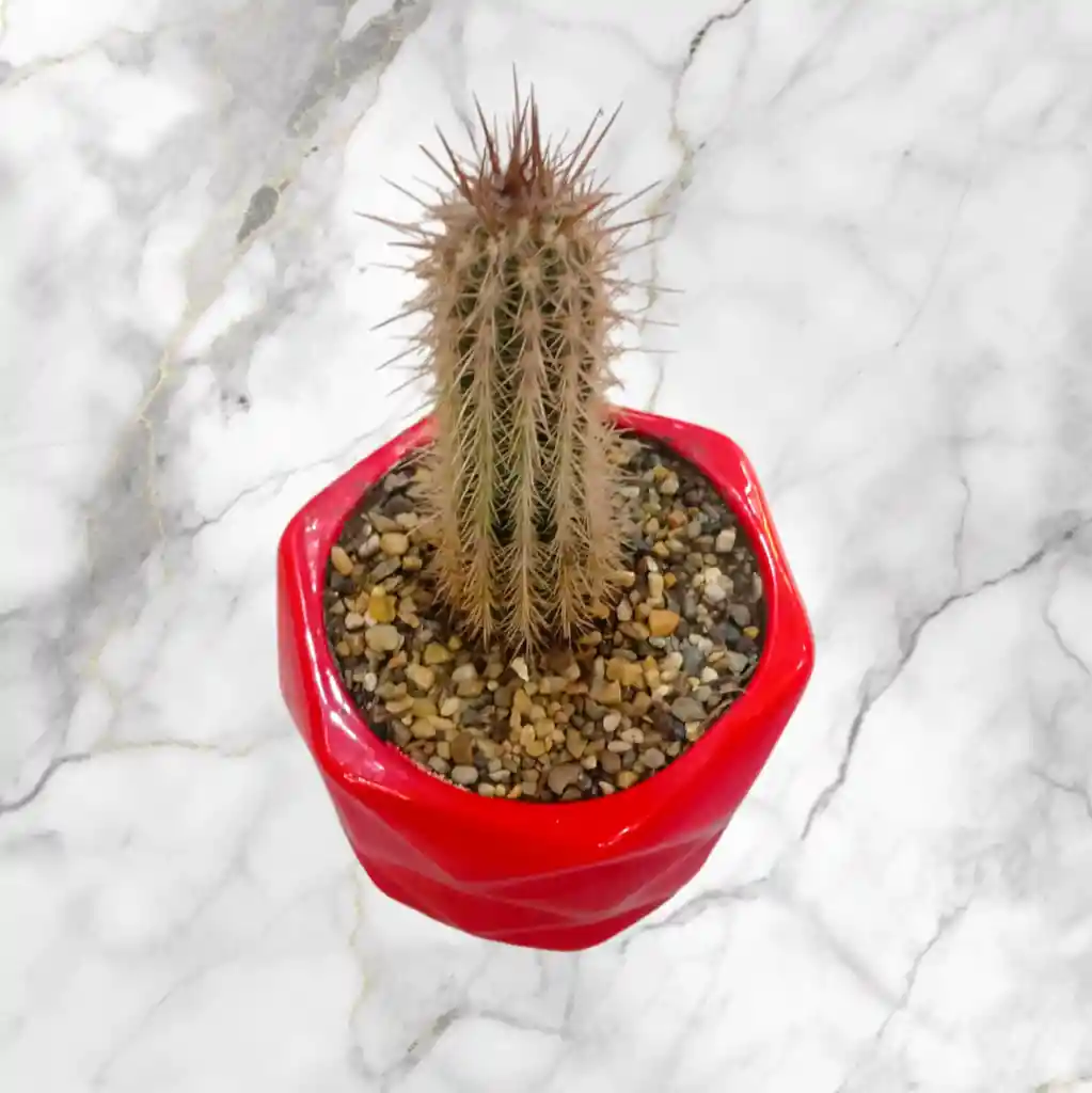 Planta Cactus En Matera De Ceramica Roja