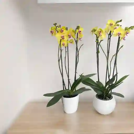 Promo 1 Orquidea Amarillas 3 Varas