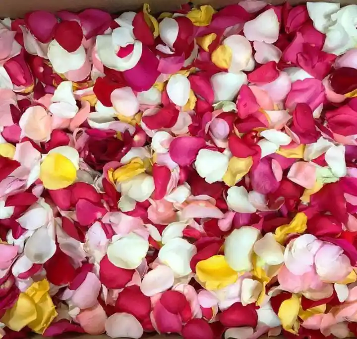 Petalos De Rosa