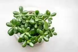 Suculentas Jade