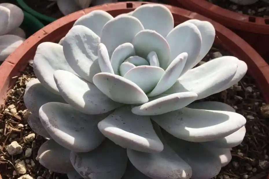 Suculenta Echeveria