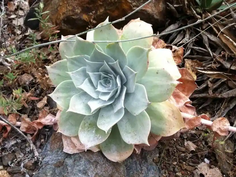 Suculentas Dudleya