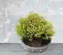 Bonsai Pequeño Pino Tunya