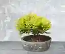 Bonsai Pequeño Pino Tunya