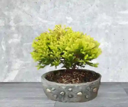 Bonsai Pequeño Pino Tunya