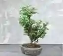 Bonsai Pequeño Pino Azul