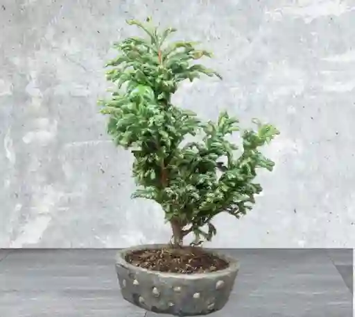 Bonsai Pequeño Pino Azul