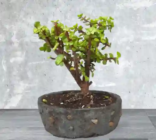 Bonsai Pequeño Jade Hembra