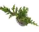 Bonsai Pequeño Pino Rastrero