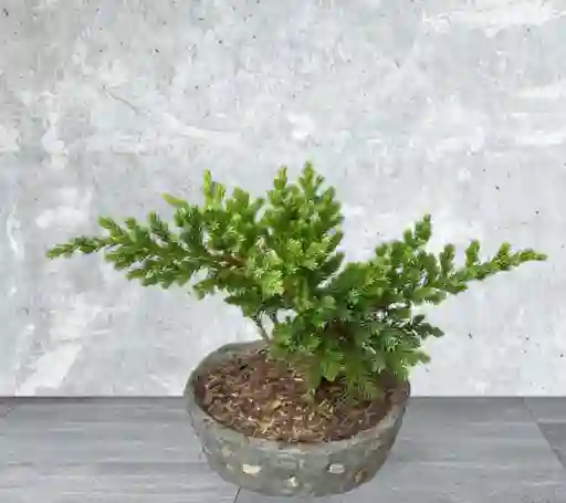 Bonsai Pequeño Pino Rastrero