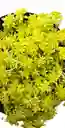 Planta Sedum