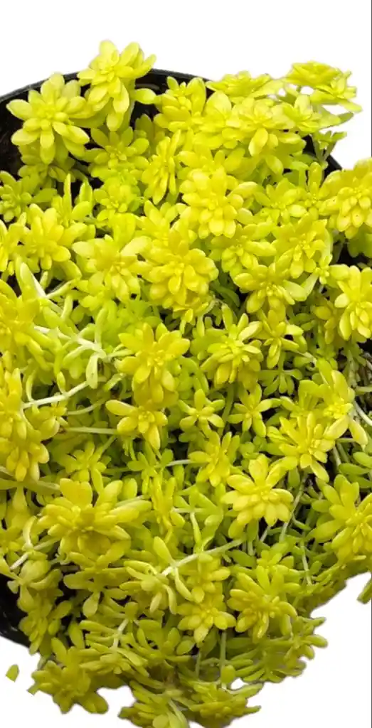 Planta Sedum