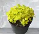 Planta Sedum