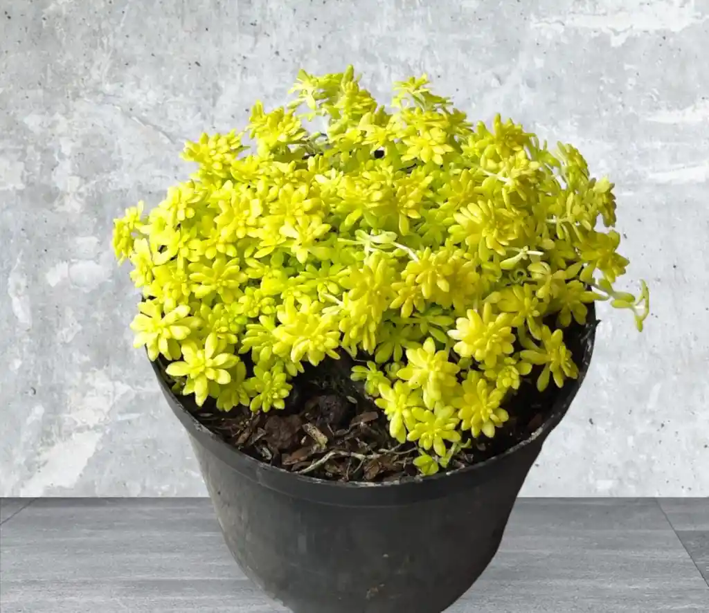 Planta Sedum