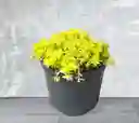 Planta Sedum