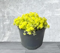 Planta Sedum