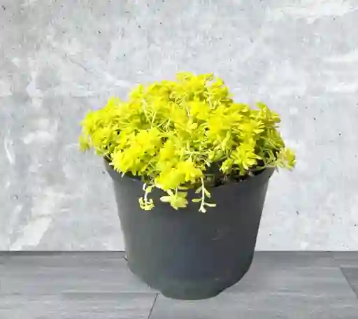 Planta Sedum
