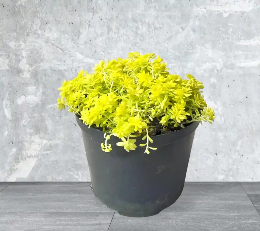 Planta Sedum