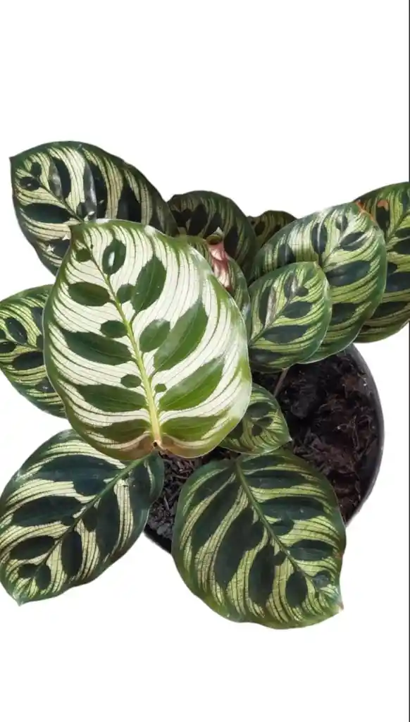 Planta Calathea Papelito