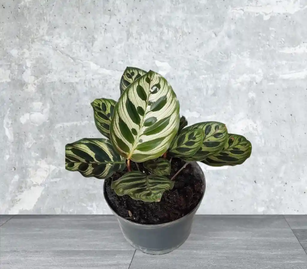 Planta Calathea Papelito