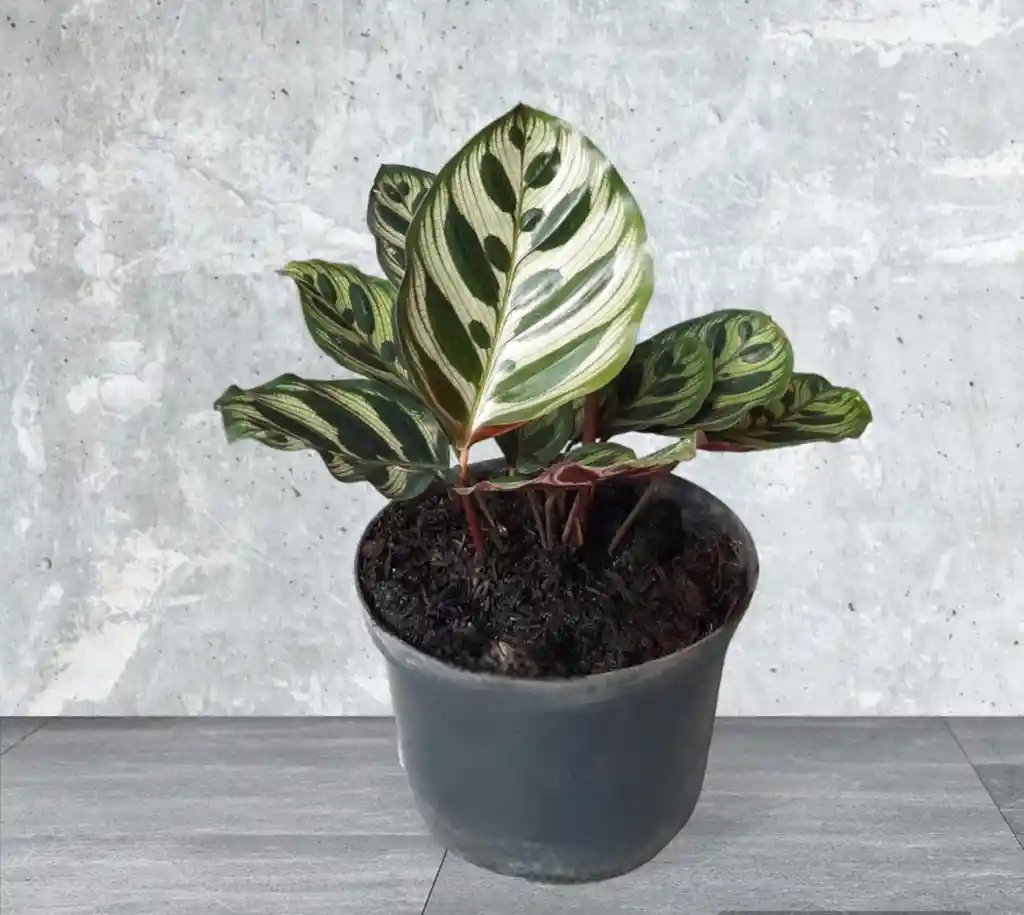 Planta Calathea Papelito