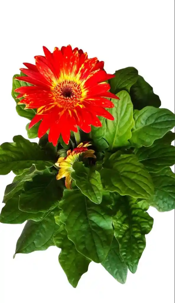 Planta Gerbera Naranja Con Centro Amarillo