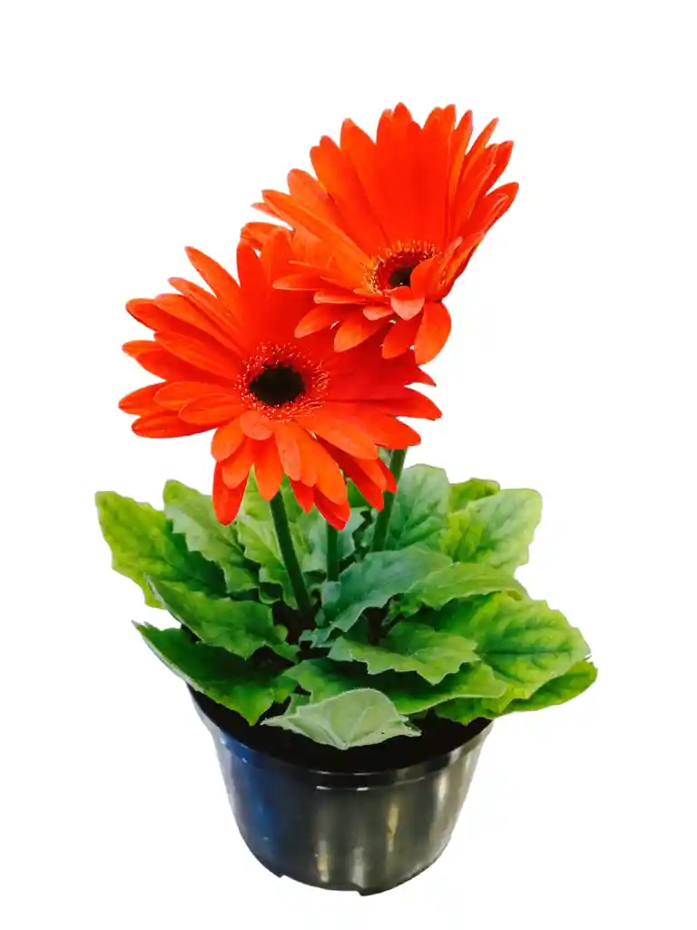 Planta Gerbera Naranja Con Centro Amarillo