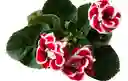 Planta Gloxinia Fucsia Con Blanco