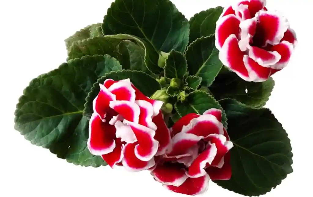 Planta Gloxinia Fucsia Con Blanco