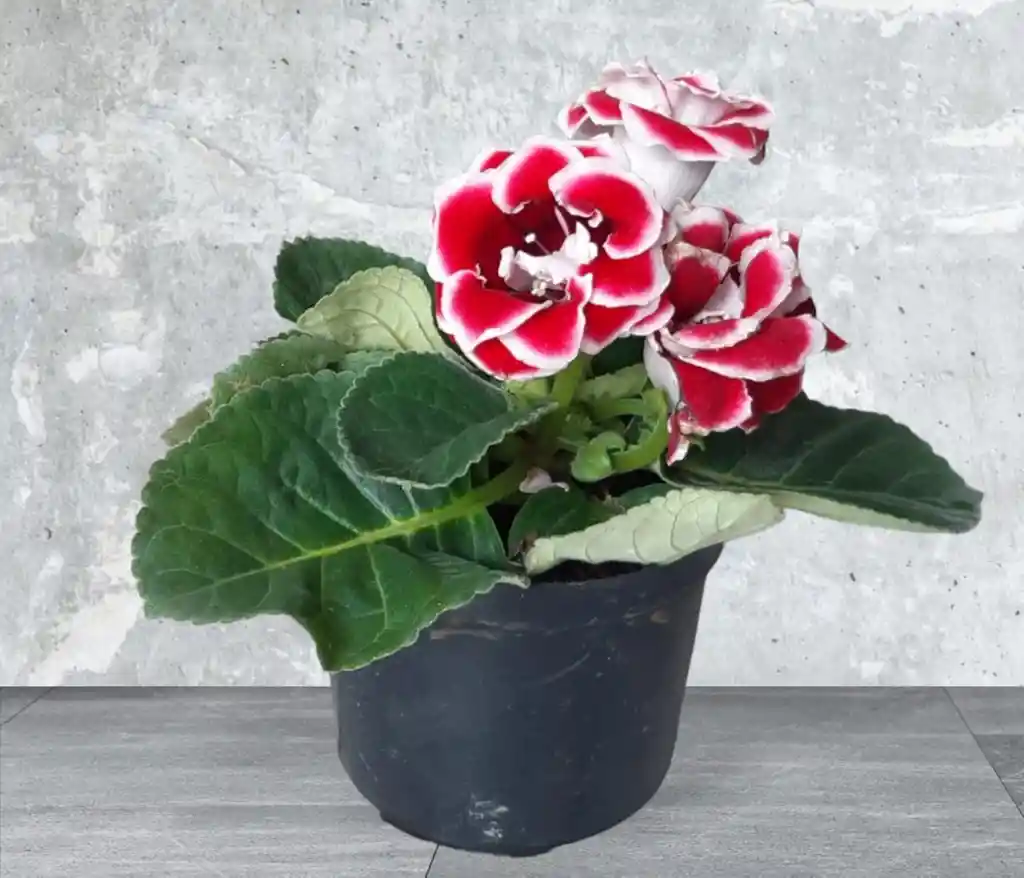 Planta Gloxinia Fucsia Con Blanco