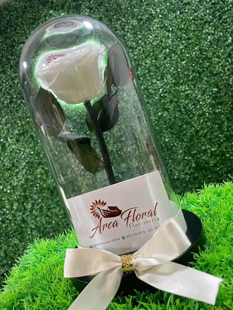 Rosa Eterna Blanca
