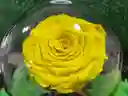 Rosa Eterna Amarilla
