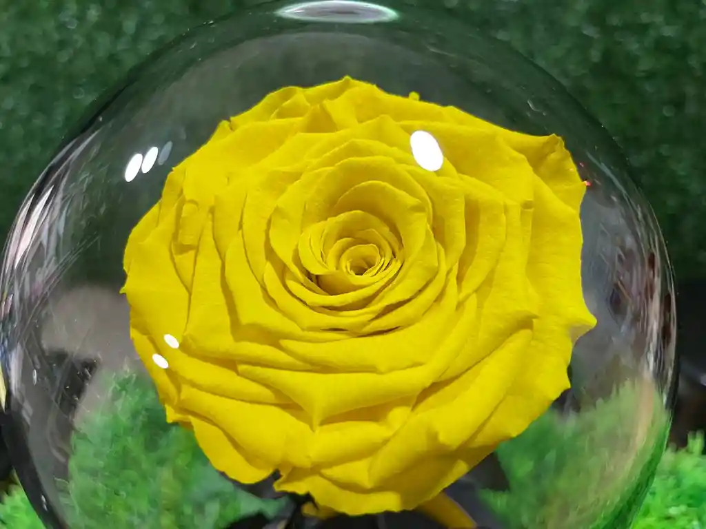 Rosa Eterna Amarilla