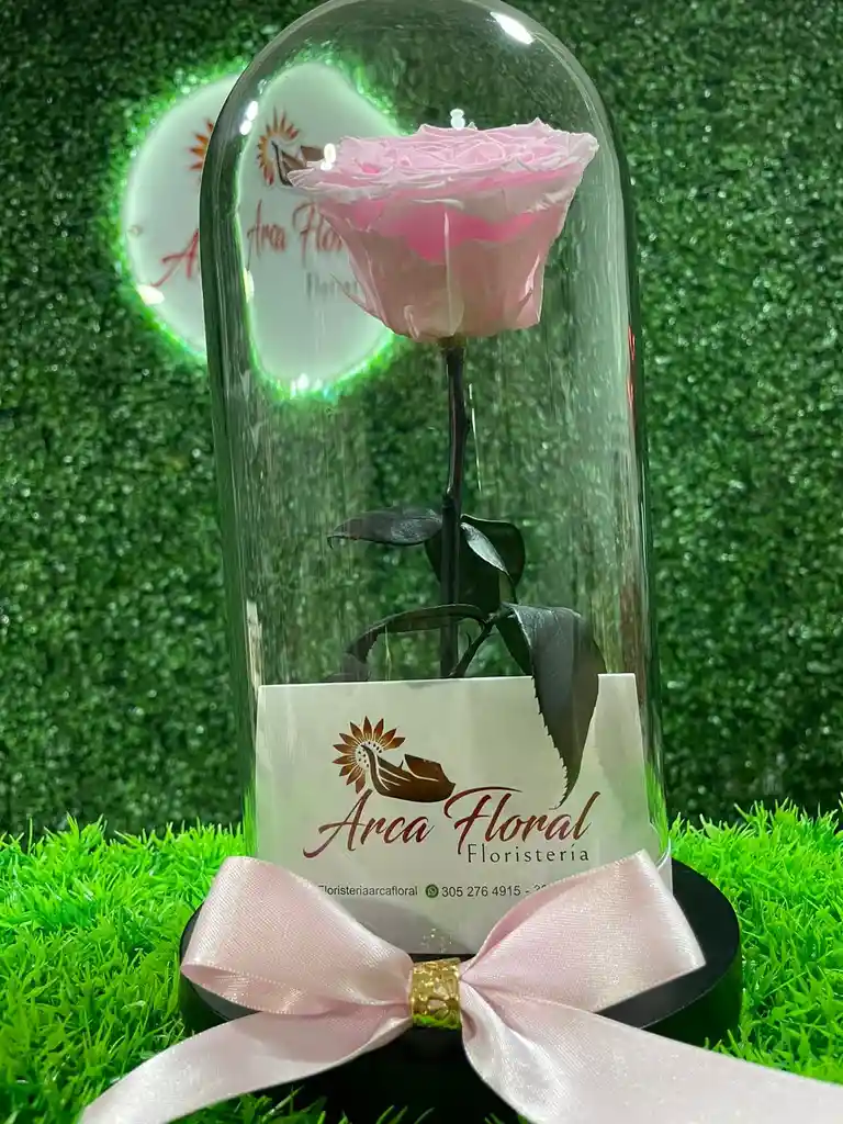 Rosa Eterna Rosada