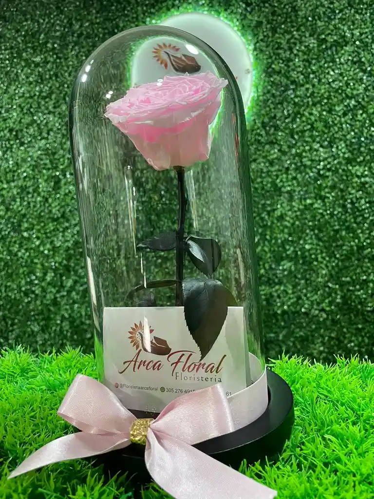Rosa Eterna Rosada