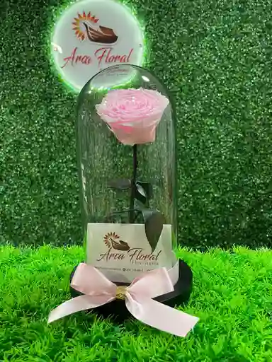 Rosa Eterna Rosada