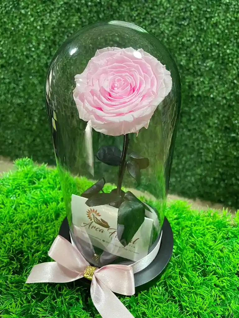 Rosa Eterna Rosada