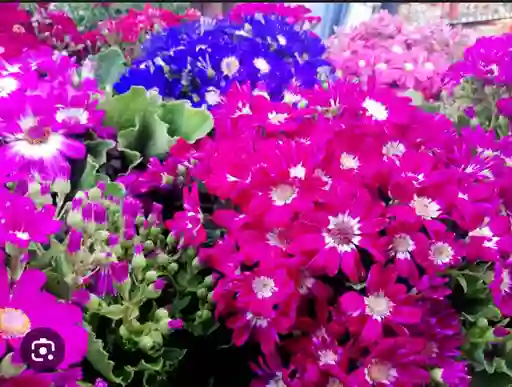 Planta Cineraria Decorativa Para Interior