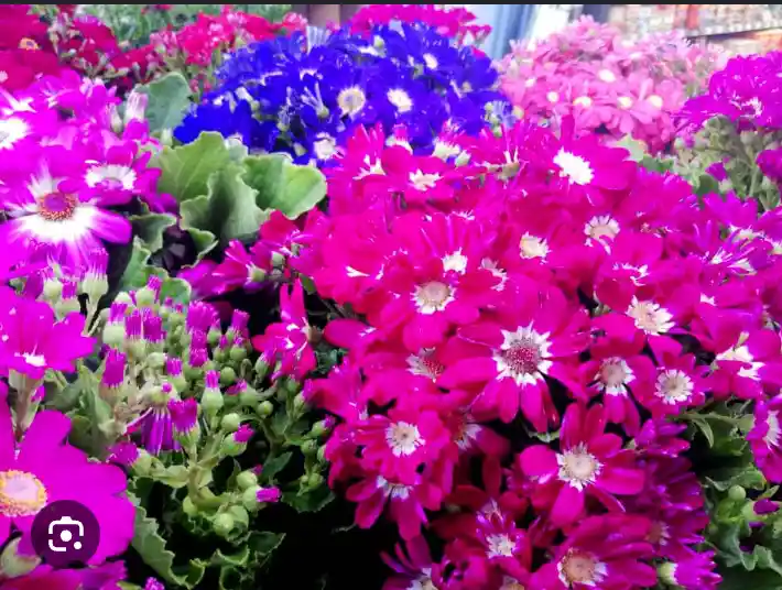 Planta Cineraria Decorativa Para Interior