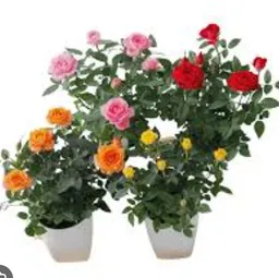Rosa Mini Planta Decorativa