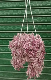 Alaska Planta Decorativa Para Colgar