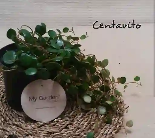 Centavito Planta Decorativa