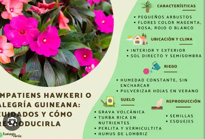 Guineas Planta De Flor Para Exterior