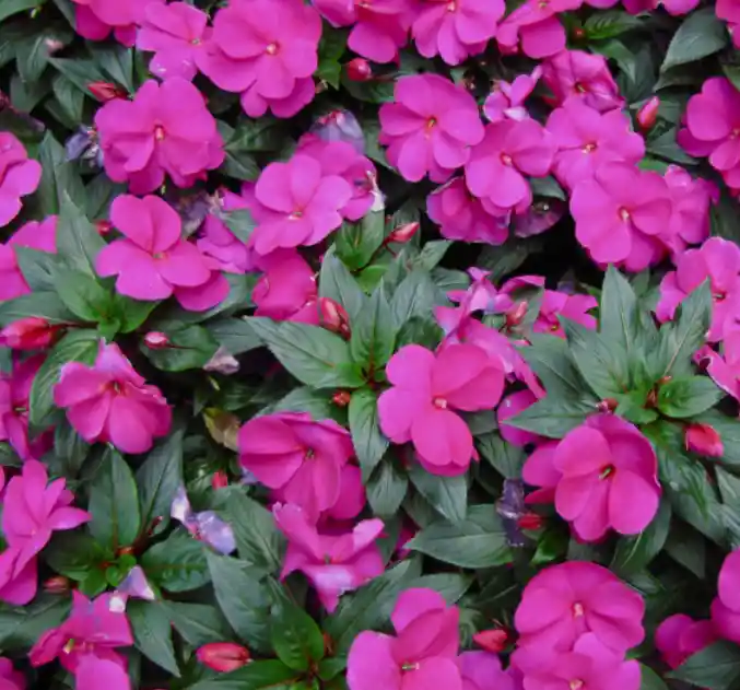 Guineas Planta De Flor Para Exterior