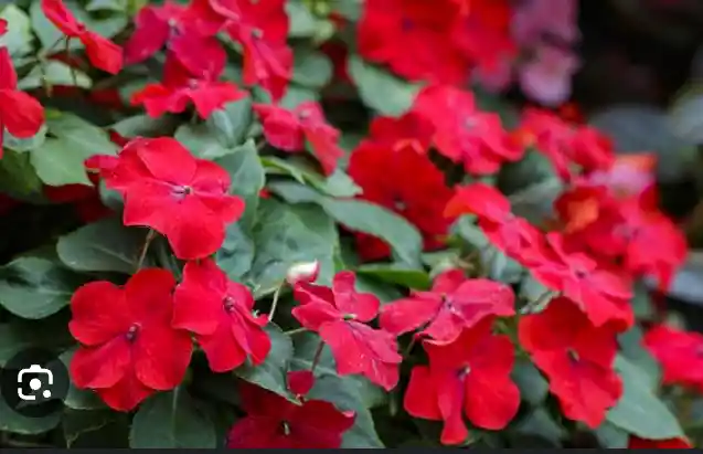 Guineas Planta De Flor Para Exterior