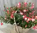 Sarcillo O Planta De Colibrí