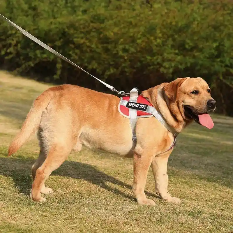 Arnés Reflectivo Para Perros Medianos Y Grandes Talla M No Incluye Lazo