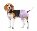 Pañal Desechable Para Mascota Hembra Talla S Por 10 Und