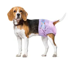 Pañal Desechable Para Mascota Hembra Talla S Por 10 Und