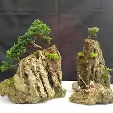 Bonsái Pino Nana - Estilo Penjing